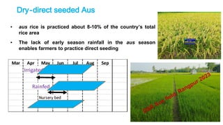 Direct Seeded Rice - Climate Smart Agriculture | PDF