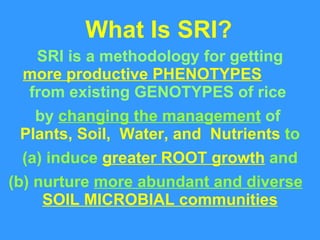 What Is SRI? SRI is a methodology for getting more productive PHENOTYPES   from existing GENOTYPES of rice  by  changing t...