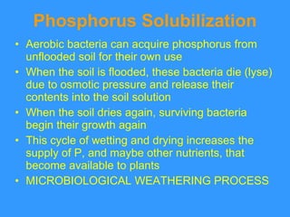 Phosphorus Solubilization <ul><li>Aerobic bacteria can acquire phosphorus from unflooded soil for their own use </li></ul>...