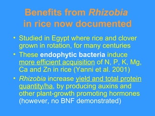Benefits from  Rhizobia   in rice now documented <ul><li>Studied in Egypt where rice and clover grown in rotation, for man...