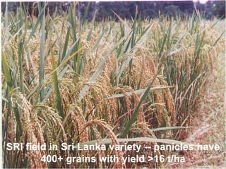 SRI field in Sri Lanka variety -- panicles have 400+ grains with yield >16 t/ha 