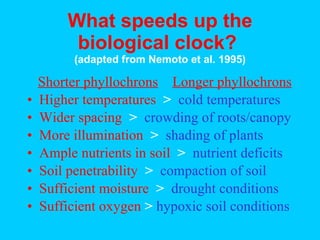 What speeds up the biological clock?   (adapted from Nemoto et al. 1995) <ul><li>Shorter phyllochrons   Longer phyllochron...