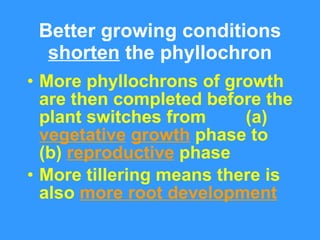 Better growing conditions  shorten  the phyllochron <ul><li>More phyllochrons of growth are then completed before the plan...