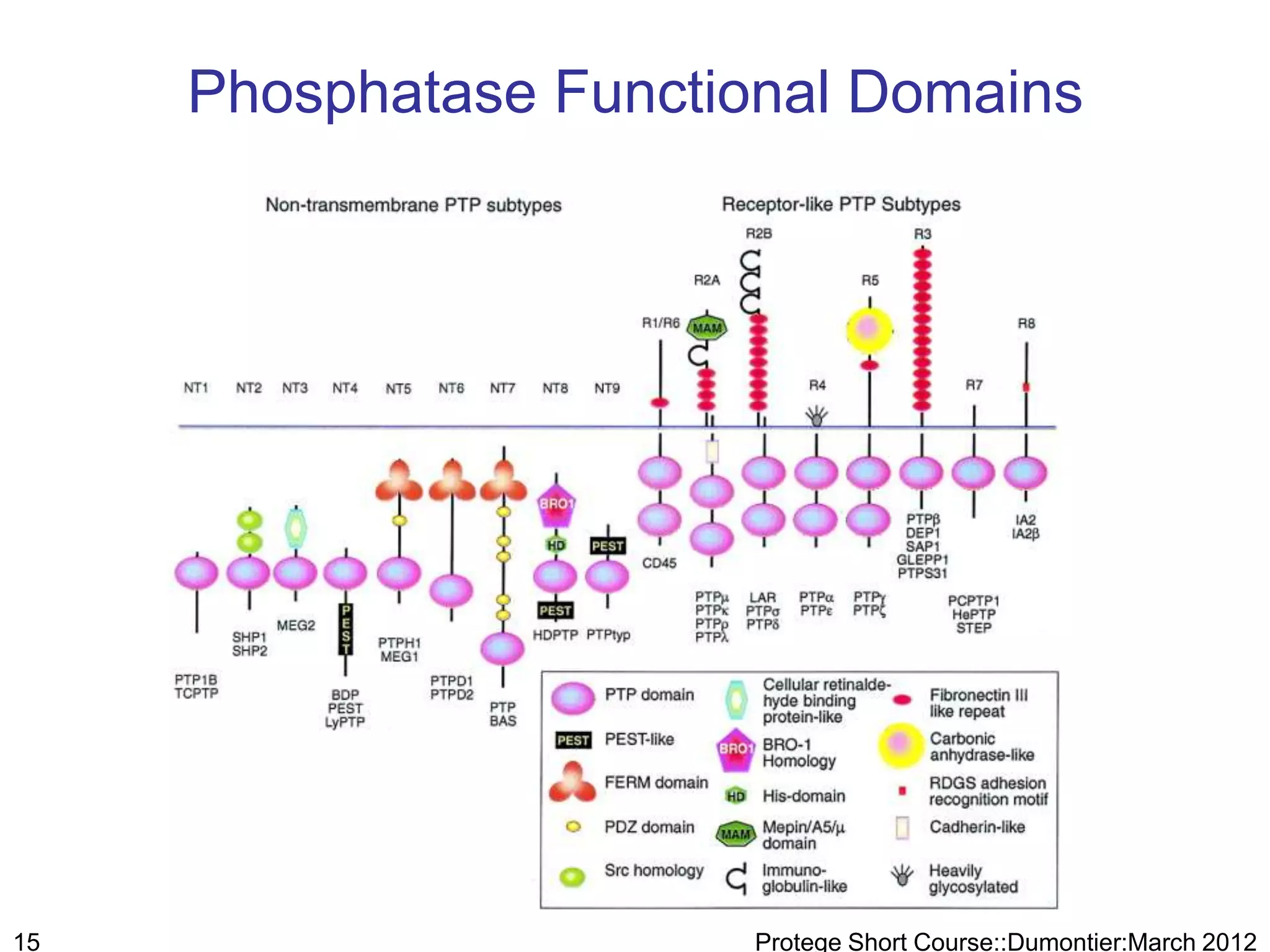 Phosphatase Functional Domains




15                      Protege Short Course::Dumontier:March 2012
 