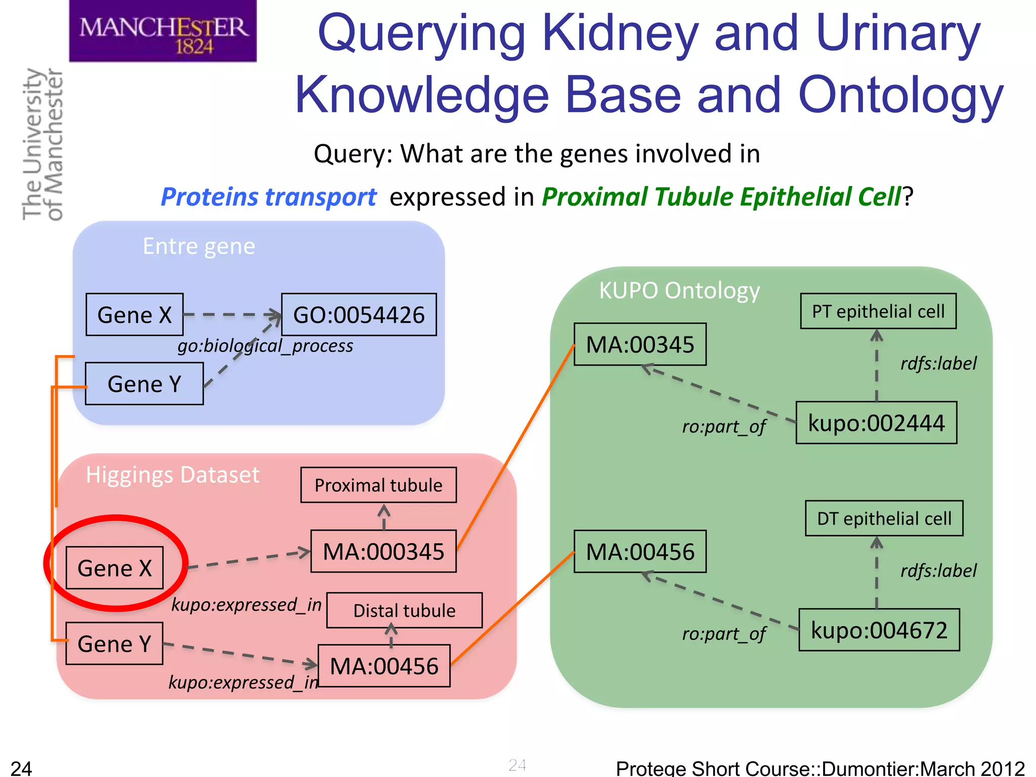 Querying Kidney and Urinary
                            Knowledge Base and Ontology
                           Query: What are the genes involved in
              Proteins transport expressed in Proximal Tubule Epithelial Cell?
          Entre gene
                                                    KUPO Ontology
      Gene X                GO:0054426                                    PT epithelial cell
               go:biological_process                MA:00345
                                                                                     rdfs:label
       Gene Y
                                                            ro:part_of   kupo:002444
     Higgings Dataset          Proximal tubule
                                                                          DT epithelial cell
                                  MA:000345         MA:00456
     Gene X                                                                          rdfs:label
              kupo:expressed_in     Distal tubule
                                                            ro:part_of   kupo:004672
     Gene Y
                                  MA:00456
              kupo:expressed_in



24                                                    Protege Short Course::Dumontier:March 2012
 