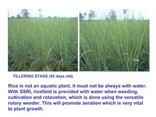 TILLERING STAGE (45 days old) Rice is not an aquatic plant, it must not be always with water. With SSRI, ricefield is prov...