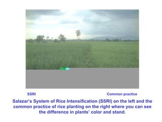 SSRI Common practice Salazar’s System of Rice Intensification (SSRI) on the left and the common practice of rice planting ...