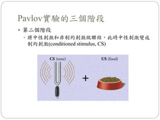 Pavlov實驗的三個階段
 第二個階段
 將中性刺激和非制約刺激做聯結，此時中性刺激變成
制約刺激(conditioned stimulus, CS)
 