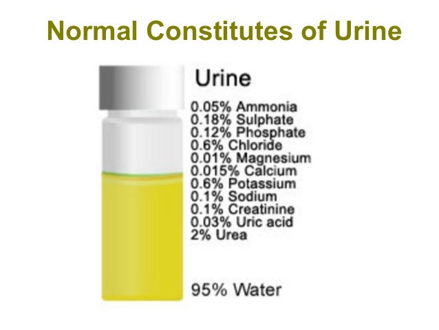 urine composition of and urinary anatomy system of physiology urine composition of and urinary anatomy system of physiology