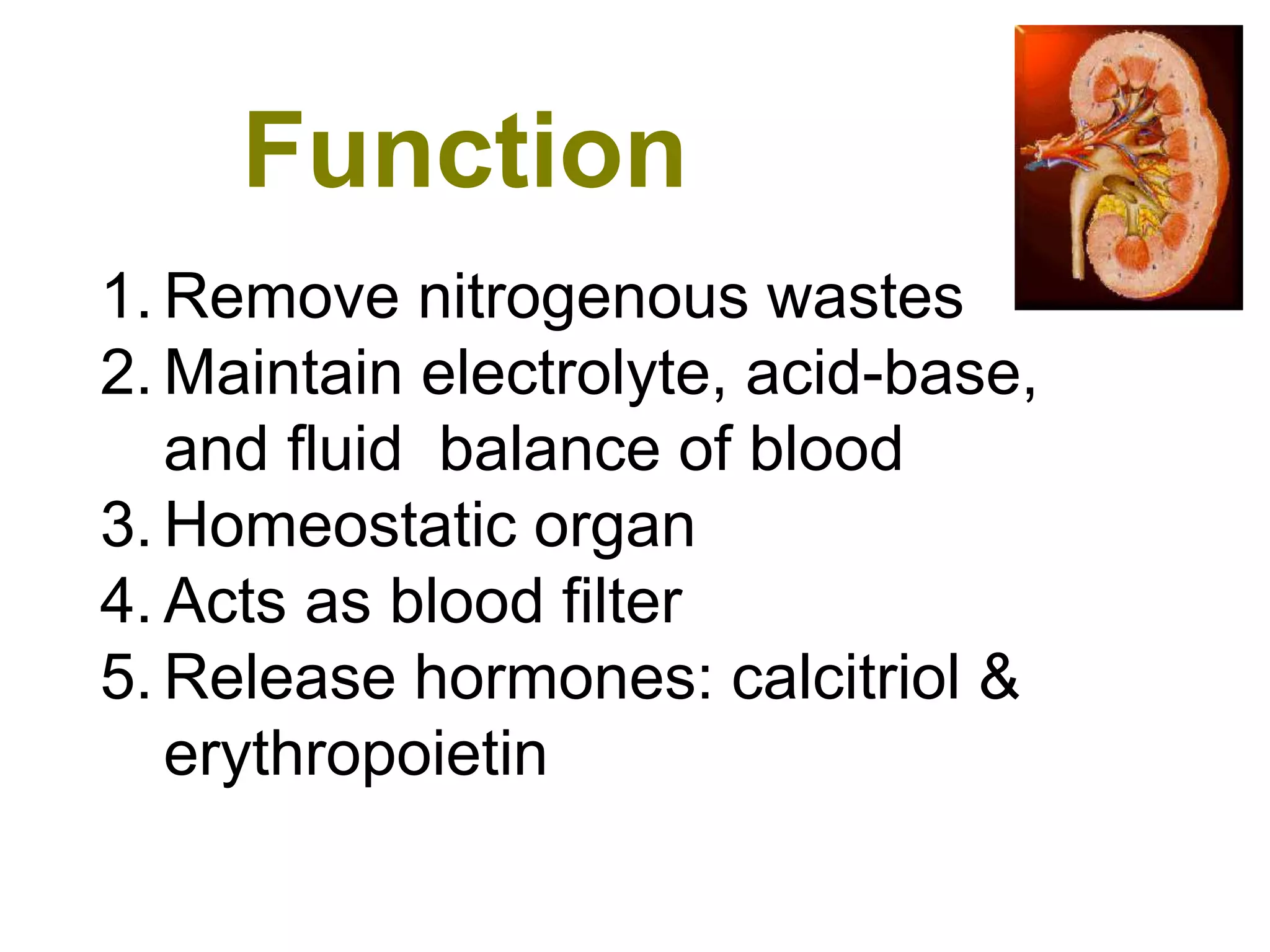 Anatomy and physiology urinary system | PPT