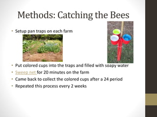 Methods: Catching the Bees
• Setup pan traps on each farm
• Put colored cups into the traps and filled with soapy water
• Sweep net for 20 minutes on the farm
• Came back to collect the colored cups after a 24 period
• Repeated this process every 2 weeks
 