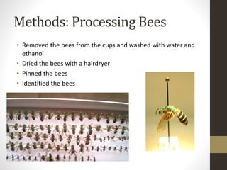 Methods: Processing Bees
• Removed the bees from the cups and washed with water and
ethanol
• Dried the bees with a hairdryer
• Pinned the bees
• Identified the bees
 