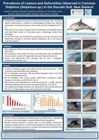 Prevalence of Lesions and Deformities Observed in Common
Dolphins (Delphinus sp.) in the Hauraki Gulf, New Zealand
Krista E. Hupman, Ophélie Humphrey, Matthew D. M. Pawley, Charli
Grimes, Sabrina Voswinkel, Wendi D. Roe, Karen A. Stockin
Introduction
Fig. 1 Common dolphin distinct body sectors
Methods
• Non-systematic photo-id surveys were conducted in the Hauraki Gulf from
2010–2013.
• For prevalence, the number of lesions and deformities were weighted by
the cumulative number of images taken for each body sector (Fig. 1).
• Lesions and deformities were grouped into 12 and 2 categories,
respectively [3–6] (Figs. 2,3).
Results
• A total of 233,624 images were taken during 1,411 encounters - 2,083
individuals were identified and catalogued.
• Of all individuals examined, 78% (n=1,624) displayed lesions and 0.5%
(n=11) exhibited deformities.
• Of all individuals with lesions and/or deformities, prevalence ranged
between 1–10 (mean=2.24, SE=0.03; Fig. 4).
• Most lesions were indentations & impressions (84.2%, n=1,368), whereas
raised & proliferative lesions were least observed (0.3%, n=5; Fig. 5).
• The highest percentage of lesions was observed on the anterior peduncle
(91.1%, n=1,118), whereas none were observed on the fluke.
• Cetaceans are subject to numerous natural pressures (e.g. inter- and intra-
specific interactions), in addition to anthropogenic threats (e.g. fisheries
interactions, commercial tourism, vessel strike and net entanglement) [1–
2].
• Photo-ID can be used to recognise distinct individuals and identify lesions
and deformities based on descriptive gross morphology (rather than
aetiology).
• For the first time, we examined the prevalence and type of lesions and
deformities recorded in common dolphins (Delphinus sp.) in the Hauraki
Gulf, New Zealand.
Conclusions
Fig. 3 Deformity categories
Fig. 4 Lesions/deformities per individual Fig. 5 Individuals per lesion type*
(*a-l as listed in Figure 2)
Literature Cited: [1] Bearzi, M., S. Rapoport, J. Chau, and C. Saylan. 2009. Skin lesions and physical deformities of coastal and offshore common bottlenose dolphins (Tursiops truncatus) in Santa Monica Bay and adjacent areas, California. Ambio 38:66–71; [2] Stockin, K. A., P. J. Duignan, W. D. Roe, L.
Meynier, M. Alley, and T. Fetterman. 2009. Causes of mortality in stranded common dolphins (Delphinus sp.) from New Zealand waters between 1998 and 2008. Pacific Conservation Biology 15:217–227; [3] Bardale, R. 2011. Principles of forensic medicine and toxicology. Jaypee Brothers Medical
Publishers, New Delhi, India. pp. 1–564; [4] Harrison, L. 2012. A standardised method for the comparison of skin lesions among bottlenose dolphin populations in coastal areas. BSc Thesis, Murdoch University, Perth, Australia. pp. 1–163; [5] Moore, K., and S. Barco. 2013. Handbook for recognizing,
evaluating, and documenting human interaction in stranded cetaceans and pinnipeds. National Oceanic and Atmospheric Administration Technical Memorandum, National Marine Fisheries Service, Southwest Fisheries Science Centre, NOAA-TM-NMFS-SWFSC-510, California, U.S.A. pp. 1–102; [6]
Luksenberg, J. 2014. Prevalence of external injuries in small cetaceans in Aruban waters, southern Caribbean. PLoS ONE 9:e88988. Acknowledgements: We thank Auckland Whale and Dolphin Safari and all research interns who have assisted with the data collection. Additional thanks to the Institute of
Natural and Mathematical Sciences, Massey University. Further Information: http://cmrg.massey.ac.nz
a) Deformed dorsal fin b) Spinal malformation
a) Scars b) Indentations & impressions
c) Cut-like Indentations d) Full thickness wounds*
e) Hyper-pigmented f) Hypo-pigmented
g) Targetoid h) Concentric rings
i) Tattoo-like j) Yellow/orange discolouration
k) Depressed & sunken l) Raised & proliferative
Fig. 2 Lesion categories (*only applies to the dorsal fin)
• A total of 78% of individuals exhibited lesions and deformities, highlighting
the natural and anthropogenic pressures faced by this population.
• Possible natural pressures included intra- or inter-specific interactions,
congenital malformations, environmental conditions and infectious origins.
• Possible anthropogenic pressures included fisheries/vessel interactions and
human induced environmental stressors.
n=203
n=1386
n=878
n=113
n=700
n=607
n=455
n=58
n=31
n=214
n=6 n=5
1
10
100
1000
10000
a b c d e f g h i j k l
Numberofindividuals
(logscale)
Lesion category
n=450
n=398
n=252
n=205
n=160
n=92
n=42
n=19 n=5 n=1
0
5
10
15
20
25
1 2 3 4 5 6 7 8 9 10
%ofindividuals
# Lesions and/or deformities
 