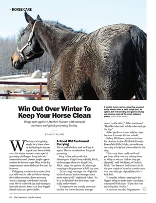 62 The Chronicle of the Horse
Win Out Over Winter To
Keep Your Horse Clean
Wage war against Mother Nature with natural
barriers and good grooming habits.
BY KATIE ALLARD
W
hether you’re getting
ready for a horse show
or just trying to stay on
top of your horse’s daily
care, the winter season creates special
grooming challenges. Long hair and
intermittent mud present ample oppor-
tunities for horses to get filthy, while icy
temperatures mean baths are few and far
between.
If shipping south isn’t an option, but
you still want to ride and show during
the coldest months, there are many
ways to manage your horse’s unruly
coat. We’ve collected tips and strategies
from the pros to keep your four-legged
friend clean and presentable.
A muddy horse can be a daunting prospect
in the winter when a bath simply isn’t an
option, but hot toweling and good currying
can remove some of the most stubborn
stains. DUSTY PERIN PHOTO
A Good Old Fashioned
Currying
We’ve said it before, and we’ll say it
again: There’s no substitute for good
grooming.
Kacy Ather, who works for
Huntington Ridge Farm in Holly, Mich.,
and manages shows in Royal Oak,
Mich., sings the praises of a thorough
currying to help prevent a dull, dry coat.
“[Currying] massages the oil glands
in the skin and makes them produce
more natural oil,” explained Ather. “So
it’s a lot healthier for their coat, espe-
cially in the winter.
“Currycombs are a really awesome
tool for the horses because they get
HORSE CARE
down [to the skin],” Ather continued.
“Hard brushes and soft brushes only get
the top.”
Ather prefers a round rubber curry
because it’s easier for her to hold.
Kelsey Wickham, assistant trainer
for Heather Irvine of Hillside Farm in
Bloomfield Hills, Mich., also relies on
currying to help her horses shine in the
ring.
“We curry them really well and
get them shiny—we try to keep them
as shiny as we can [before they get
clipped],” said Wickham, of Oxford,
Mich. “I’ve been on their coats a lot in
the past couple of months to make sure
that once they get clipped they don’t
look bad.
“Honestly, I think currying is the
biggest thing to make their coat shiny,”
continued Wickham. “If you don’t do
anything else, do that.”
A vacuum can also help remove
 
