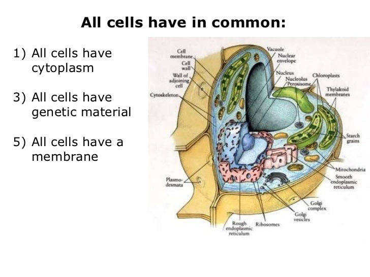 Do all cells have a nucleus?