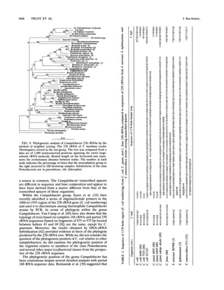 4606 TRUST ET AL.
c6hl Chlamydomonas reinhardtii
S96 o00 chl maize
00 100 chl Epifagus virginiana
chl Marchantiapolymorpha
oo0 64
chl Palmaria palmata
L ~~~~~~~~~~~~chliAstasia longa
Anacystis nidulans
1OO,~~ ~ ~ Mycoplasma pneumoniae
Mycoplasma hyopneumoniae
loo Bordetella avium (p)Bordetella brochiseptica(f)
loo Ioo Bordetella parapertussis (P)
tool Bordetella pertussis (1)
Pseudomonas cepacia (0)
100 Neisseria gonorrhoeae (O)
loo, Pseudomonas aeruginosa (y)
loo 96 Pseudomonas perfectomarinus (y)
172, Escherichia coli (y)
Ruminobacter amylophilus (y)
43 100~t Rhodobactersphaeroides (a)
Rhodobacter capsulatus (a)
21
8 loo! Campylobacterjejuni
L
Campylobacter coli
,41 Borrelia burgdorferi
41 Flexibacterflexilis
Flavobacteriwn odoratum
9Chlorobium limicola
loo Streptococcus thermophilus
100 Streptococcus oralis
92 Lactobacillus lactis
Lactobacillus delbrueckii
Leuconostoc oenos
Bacillus subtilis
42 Bacillus lichenifornis
Bacillus globisporus
78 Listeria monocytogenes
52 100 Staphylococcus camosus
Sta hylococcus aureus
100r Bacillus sp. PS3
82 ' Bacillus stereothermophilus
loo, Clostridiwn tyrobutyricum
Clostridium botulinum
25t4284r70 Pectinatusfringensis
100 Peptococcus niger
Heliobacteriun chlorum
Leptospira interrogans
loo loo 100 Streptomyces ambofaciensStreptomyces griseus
loo Frankia sp.100 Mycobacterium kansasii
Mycobacterinum leprae
Micrococcus luteus
Pirellula marina
Thermus thermophilus
Thermotoga maritima
0.10
FIG. 8. Phylogenetic analysis of Campylobacter 23S rRNAs by the
method of neighbor joining. The 23S rRNA of T. maritima (order
Thermogales) served as the out-group. The tree was computed from a
data set of 2,409 semiconserved positions spanning the entire large-
subunit rRNA molecule. Branch length on the horizontal axis repre-
sents the evolutionary distance between nodes. The number at each
node indicates the percentage of times that the monophyletic group to
the right occurred in 100 bootstrap samples. Subdivisions of the class
Proteobacteria are in parentheses. chl, chloroplast.
a source in common. The Campylobacter transcribed spacers
are different in sequence and base composition and appear to
have been derived from a source different from that of the
transcribed spacers of these organisms.
Within the Campylobacter group, Eyers et al. (10) have
recently identified a series of oligonucleotide primers in the
1060-to-1935 region of the 23S rRNA gene (E. coli numbering)
and used it to discriminate among thermophilic Campylobacter
strains by PCR. In terms of phylogeny within the genus
Campylobacter, Van Camp et al. (60) have also shown that the
topology of trees based on complete 16S rRNA and partial 23S
rRNA sequences (based on fragments of 875 or 975 bp located
between helices 43 and 69 [8]) are the same, except for C.
sputorum. Moreover, the results obtained by DNA-rRNA
hybridization (62) provided evidence in favor of the phylogeny
predicted by the 23S rRNA tree. While we did not consider the
question of the phylogenetic position of C. coli relative to other
campylobacters, we did examine the phylogenetic position of
the organism relative to members of the class Proteobacteria
and several other major (eu)bacterial classes from the perspec-
tive of the 23S rRNA sequence.
The phylogenetic position of the genus Campylobacter has
been contentious despite several detailed analyses with partial
16S RNA sequence data. Romaniuk et al. (50) suggested that
0X
0E
cq
v)
oj
0)u
ac
0
00)
:tO
04
0t
.0
0)
0)
t.)
M.
0
0
Co
-.
.0
0
Q)
a
v
01)
(-A
.I--
0)
E
00'e
on
0) :
0) 0)
2J
0)cd1 Cd3
27
U U
0)
U
0)
2j 3) 0)0)
0) Cd M
Cd Ud
U U U0)
0) ::
:20)
0D)
:j 0)
Cd
Cd3
Cdo
Cd
Cd
Cd0)
0)
01
CdCdO
v1C
21v
21v
0)
U
U
U ~0)
Cd00)0t) U 0)0) U
0) CdCdro 0) CdCdO 0)
0) 7 ~ ;
dUUU U U
U
o o
* en U111 t
>
;z :Z.;-;i
X X X
Q Q Q
I--,
D 0)
.~
'IC
C) C) t"
t ::
*-7 *=4 *-
0) 0)
U U
0) 0
0) 0)
U U
IL
27
IL)
Cd U
U Cdb
I2 21eD U
0) 0)
U U U
s
S 0
J. BACrERIOL.
 