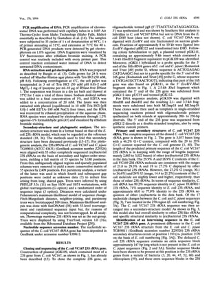 C. COLI 23S rRNA 4599
PCR amplification of DNA. PCR amplification of chromo-
somal DNA was performed with capillary tubes in a 1605 Air
Thermo-Cycler from Idaho Technology (Idaho Falls, Idaho)
essentially as described by Gustafson et al. (14). The samples
were subjected to 35 cycles of 1 s of denaturation at 94°C, 1 s
of primer annealing at 51°C, and extension at 71°C for 40 s.
PCR-generated DNA products were detected by gel electro-
phoresis on 1.0% agarose. DNA fragments were visualized by
UV fluorescence after ethidium bromide staining. A PCR
control was routinely included with every primer pair. This
control reaction contained water instead of DNA to detect
unwanted DNA contaminants.
RNA extraction and gel electrophoresis. RNA was prepared
as described by Burgin et al. (3). Cells grown for 24 h were
washed off Mueller-Hinton agar plates with Tris HCl (50 mM,
pH 8.0). Following centrifugation at 4°C, the cell pellet was
resuspended in 3 ml of Tris HCl (50 mM pH 8.0)-2 mM
MgCl2-1 mg of lysozyme per ml-10 jig of RNase-free DNase
1. The suspension was frozen in a dry ice bath and thawed at
37°C for 1 min a total of three times. Sodium dodecyl sulfate
was added to a final concentration of 1%, and EDTA was
added to a concentration of 20 mM. The lysate was then
extracted with phenol (equilibrated in 10 mM Tris HCI [pH
8.01-1 mM EDTA-100 mM NaCl) four times, and the RNA
was recovered by ethanol precipitation of the aqueous phase.
RNA species were analyzed by electrophoresis through 1.2%
agarose-1% formaldehyde gels (45) and visualized by ethidium
bromide staining.
Secondary-structure and phylogenetic analyses. The sec-
ondary structure was drawn in a format based on that of the E.
coli 23S rRNA model, which may be regarded as the reference
standard (18, 36). The methods used to fold this secondary
structure have been discussed previously (15-17). For phylo-
genetic analysis, the 23S rRNAs of C. coli VC167 and C. jejuni
TGH9011 (ATCC 43431) (GenBank accession number Z29326)
were aligned with 53 other completely sequenced (eu)bacterial
23S rRNAs on the basis of secondary and higher-order struc-
tures, yielding a full matrix of 55 species by 3,180 positions.
From this, ambiguously aligned regions and sparsely populated
columns were removed to yield a more conservative matrix of
55 species by 2,409 positions. For parsimony analysis, a variant
of the latter was used in which fourth and subsequent gap
positions were coded as unknown data (?) to reduce bias
arising from long, shared gaps. Trees were inferred by using
PHYLIP 3.5c (11) on Sun 10/30 and 10/51 workstations, with
global rearrangements (G option) and a randomized order of
sequence input (J option). Distances were calculated under
Felsenstein's maximum-likelihood model of sequence change.
Fitch-Margoliash distance, neighbor-joining, and parsimony
trees were bootstrapped 100 times. Maximum-likelihood anal-
ysis was done with fastDNAml (38) with 53-level rearrange-
ment and randomized sequence input but, for reasons of
computational complexity, was not bootstrapped. In all analy-
ses, Thermotoga maritima 23S rRNA was set as the out-group.
Trees were displayed by using TreeTool, version 1.0 (31a;
available from the Ribosomal Database Project [29]).
Nucleotide sequence accession number. The nucleotide se-
quence of the C. coli VC167 rRNA gene has been deposited in
GenBank under accession number U09611.
RESULTS
Cloning and sequencing ofthe C. coli VC167 23S rRNA gene.
Construction of plasmid pGK109, which contained most of a
23S gene from C. coli VC167, as shown in Fig. 1, has already
been described (13). To clone the complete 23S gene, an
oligonucleotide termed pg8 (5'-TIACCTATATAGGAGCGA-
3') was synthesized and was shown by Southern blot analysis to
hybridize to C. coli VC167 DNA but not to DNA from the E.
coli DH5 host (data not shown). C. coli VC167 DNA was
digested with EcoRV and size fractionated on sucrose gradi-
ents. Fractions of approximately 8 to 10 kb were ligated into
EcoRV-digested pBR322 and transformed into DH5. Follow-
ing colony hybridization to pg8, a plasmid termed pGK111,
containing an approximately 9-kb insert which contained a
5.6-kb HindlIl fragment equivalent to pGK109 was identified.
Moreover, pGK111 hybridized to a probe specific for the 3'
end of the 16S rRNA genes of C. coli and C. jejuni (Romaniuk
and Trust [49] probe D, whose sequence is ACTCGAGAG
CATGAAGC) but not to a probe specific for the 5' end of the
16S gene (Romaniuk and Trust [49] probe G, whose sequence
is TATGACGCTTAACTGGT), indicating that part of the 16S
gene was also found on pGK111, in the 5' EcoRV-XbaI
fragment shown in Fig. 1. A 2.5-kb XbaI fragment which
contained the 5' end of the 23S gene was subcloned from
pGK111 into pUC19 and termed pGK112.
For DNA sequence analysis, pGK109 was digested with
HindIlI and BamHI and the resulting 2.1- and 3.5-kb frag-
ments were subcloned into both M13mpl8 and M13mpl9.
These clones were then used as templates in single-stranded
sequencing reactions primed with oligonucleotide primers
synthesized on both strands at approximately 200- to 250-bp
intervals. The 5' end of the 23S gene was sequenced from
pGK112 directly as a double-stranded template, also by using
synthetic custom primers.
Primary and secondary structures of C. coli VC167 23S
rRNA. The complete sequence of the cloned C. coli VC167 23S
rRNA gene is shown in Fig. 2. The gene is 3,057 bases long
with a 46.2% G+C content, compared with the 29 to 35%
G+C content reported for the C. coli genome (1, 40). The
length of the predicted primary sequence of the C. coli VC167
23S rRNA is in keeping with the range of lengths (approxi-
mately 2,883 to 3,022 bases) of other (eu)bacterial 23S rRNAs
in the data bank. The 29.9% A and 18.9% C contents of the C.
coli VC169 23S rRNA molecule are consistent with the ranges
of 21.8 to 29.3% A and 19 to 27.2% C displayed by other
(eu)bacterial 23S rRNAs. However, the 27.2% G (range, 30.1
to 36.6%) and 24% U (range, 14.4 to 21.2%) contents of the C.
coli molecule are slightly lower and higher, respectively, than
those of other 23S rRNAs. In terms of sequence similarity, C.
coli rRNA has 99.2% sequence identity to C. jejuni TGH9011
23S rRNA, 71% sequence identity to E. coli 23S rRNA, and
approximately 68.0 to 77.0% identity to the 23S rRNA se-
quences of other (eu)bacteria in the data bank. Of the 17
nucleotide changes between the C. coli and C. jejuni sequences
(Fig. 3), 7 are located in the 270 region (E. coli numbering; Fig.
3A). The C coli VC167 23S rRNA sequence was then ar-
ranged into a secondary-structure model. As shown in Fig. 3,
this model also had overall similarity to other 23S-like rRNAs
and specific structural similarity to (eu)bacterial 23S rRNAs.
Identification of an intervening sequence in the C. coli
VC167 23S rRNA gene. A prominent difference in the C. coli
VC167 23S rRNA structure from the E. coli and C. jejuni
TGH9011 (GenBank accession number Z29326) 23S rRNA
secondary structures occurs at position 1193 (ca. position 1170
on the basis of E. coli numbering [Fig. 3A]). The deduced C.
coli 23S rRNA sequence contains an extra sequence block
approximately 147 bp long which is not present in the E. coli or
C. jejuni sequences (Fig. 2 and 3A). Similar sequence blocks
have been shown to be present at this position in the 23S rRNA
genes from a variety of bacteria (3, 20, 44, 47, 52, 60) and
chloroplasts (59), and these extra sequence blocks in the 23S
VOL. 176, 1994
 