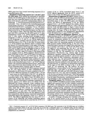 4600 TRUST ET AL.
rRNA genes have been termed intervening sequences (3) or
transcribed spacers (60).
Distribution of intervening sequences in C. coli and C.jejuni
23S rRNA genes. PCR analysis was performed to determine
whether the 23S rRNA genes of other strains of C. coli and C.
jejuni also carry transcribed spacers in the same region of the
gene. In the case of C. coli VC167, forward primer 1162 (C. coli
numbering; 5'-TGCGCGGAAAATATAACGGGGCTA-3';
nucleotides -56 to -33 relative to the transcribed spacer) and
reverse primer CG1425 (C. coli numbering; 5'-CTCAACTJTA
ATTATCGCTACTCAT-3'; nucleotides + 111 to +88 relative
to the intervening sequence) amplified a ca. 310-bp sequence
which carried the ca. 147-bp transcribed spacer (see Fig. 6, lane
5). The results in Table 1 show that when these primers were
used with DNA containing the 23S rRNA genes of 31 other
Campylobacter strains, a ca. 310-bp fragment was amplified
from 13 other strains, including strains belonging to LIO
serogroups 5, 8, 8/29, 11, 12, and 29. In eight strains belonging
to LIO serogroups 6, 15, and 19, a ca. 200-bp amplicon was
obtained, which is consistent with the presence of a shorter
transcribed spacer of ca. 37 bp. In the other 10 strains tested,
a ca. 167-bp amplicon was obtained, which is consistent with
the absence of a transcribed spacer in this region of the gene.
These strains belonged to LIO serogroups 1, 4, 8/29, 11, 15, 29,
29/55, and 55. Figure 4 shows two examples of these ca. 167-bp
amplicons obtained from the 23S rRNA genes of C. jejuni
VC157 (lane 1) and C. jejuni VC74 (lane 2). Also shown in Fig.
4 are examples of the ca. 200-bp amplicons obtained from C.
jejuni VC84 (lane 3) and C. jejuni VC227 (lane 4), as well as the
ca. 310-bp amplicon from C. coli VC92 (lane 6). DNA se-
quence analysis of the transcribed spacers from C. coli VC92
and C. jejuni 81176 indicated that under conditions for maxi-
mum matching (34), they had 85 and 63% homology, respec-
tively, to the transcribed spacer from C. coli VC167 (data not
shown). The truncated transcribed spacers from C. jejuni VC84
and C. jejuni 81116 also shared identity with the 5' end of the
VC167 transcribed spacer sequence (data not shown).
Table 2 shows the predicted 23S rRNA sequences reported
for the 1170 region helices of other Campylobacter (60),
Salmonella (3), and Yersinia (52) strains compared to that of C.
coli VC167. While the sequences of a number of the C. coli and
C. jejuni strains are clearly similar to that of E. coli, giving rise
to a short hairpin loop, Campylobacter strains which carry a
transcribed spacer at this region of their 23S rRNAs have a
much longer hairpin loop sequence. In terms of sequence
identity, the transcribed-spacer-containing Campylobacter se-
quences appear to be related and to be distinct from the
Salmonella and Yersinia sequences. Under conditions neces-
sary for maximum matching (34), the two most closely related
transcribed spacer sequences were C. coli VC167 and C. jejuni
subsp. doylei (60) at 83%. Overall, the transcribed spacer
sequences from different Campylobacter species (60) were
>53% identical to each other. The similarity between the
Campylobacter transcribed spacers was also apparent in their
base compositions, with the various sequenced Campylobacter
transcribed spacers (60) displaying a mean G+C content of
18.1%. This differed significantly from the mean 47% G+C
content of the Salmonella and Yersinia transcribed spacers
shown in Table 2. It should also be noted that the 18.9% G+C
content of the ca. 147-bp transcribed spacer from C. coli
VC167 differed significantly from the 46.1% overall G+C
content of the VC167 23S rRNA gene sequenced here.
Demonstration of fragmented 23S rRNA. Analysis of the C.
coli and C. jejuni 23S rRNAs by denaturing gel electrophoresis
showed that while strains which appeared not to contain a
transcribed spacer in their 23S rRNA genes and displayed
discrete 23S rRNAs of approximately 2.9 kb, the rRNAs
prepared from C. coli VC167 displayed two smaller, distinct
rRNA fragments with approximate sizes of 1.7 and 1.2 kb along
with the 1.6-kb 16S RNA (Table 1). Figure 5 shows the two
distinct, smaller 23S rRNA fragments in representative strains
carrying either the longer 147-bp or the shorter 37-bp tran-
scribed spacer compared to the unfragmented, approximately
2.9-kb 23S rRNAs from C. jejuni VC157 and VC228.
Secondary structure and phylogenetic signatures. The sec-
ondary structures of the C. coli VC167 and C. jejuni TGH9011
23S rRNAs (GenBank accession number Z29326) were con-
structed by comparative methods (16, 19), and the overall
structures of these two rRNAs are virtually identical, except at
the region where the intervening sequence is located (Gen-
Bank accession number Z29326 and Fig. 3). The extra 147-bp
transcribed spacer increases the length of the stem-loop struc-
ture at position 1193 of the C. coli VC167 23S rRNA. In the
270 region (E. coli numbering; Fig. 3A), the C. coli and C.
jejuni rRNAs display a structural signature involving a helix
(marked a in Fig. 3A). The sequences of E. coli and other
representative Proteobacteria (e.g., subclass alpha member
Rhodobacter capsulatus, subclass beta member Pseudomonas
cepacia, and subclass gamma member E. coli) do not contain
this helix, while all other (eu)bacteria, chloroplasts, and ar-
chaea sequences (e.g., the gram-positive bacterium, Bacillus
subtilis, the spirochete Leptospira interrogans, and the cya-
nobacterium Anacystis nidulans) in the data bank (18) contain
this helix-insertion. A comparison of representative sequences
of this region of 23S rRNA is shown in Fig. 6. In the 1850
region (E. coli numbering; Fig. 3B), however, the genus
Campylobacter is clearly similar to the beta and gamma Pro-
teobacteia (Fig. 7 and Table 3). In the juxtapositions 1855-
1887, 1856-1886, 1858-1884, and 1859-1883, the genus Campy-
lobacter favors U/C, U/U, A/G, and U/U pairings, respectively,
as do the beta and gamma Proteobacteria. These base pairings
at these positions are rarely, if ever, present in the 23S rRNAs
from the alpha Proteobacteria, cyanobacterial plastids, or bac-
teria belonging to other (eu)bacterial divisions.
Phylogenetic analysis. The 23S RNAs of C. coli VC167 and
C. jejuni TGH9011 (GenBank accession number Z29326) were
aligned with sequences from all other available (eu)bacterial
23S rRNAs, and phylogenetic trees were inferred from full-
length and more conservative matrices by the Fitch-Margoliash
distance, neighbor-joining, parsimony, and maximum-likeli-
hood methods. The bootstrapped neighbor-joining result from
the more conservative matrix is shown in Fig. 8 because it is
representative and because simulations have shown the neigh-
bor-joining method to be relatively successful in recovering
correct topologies (reference 5 and references therein).
A number of lineages diverging more basically in the tree
(Fig. 8) are resolved poorly or not at all, while bootstrap
support is excellent for seven preterminal groupings, including
FIG. 2. Nucleotide sequence of C. coli VC167 DNA containing a 23S rRNA gene. The nucleotides of the 23S rRNA gene are in boldface,
numbers of nucleotides relative to the start of this gene are on the left, a transcribed spacer is in underlined italics, and the targets for
oligonucleotides 1162 (5' to the transcribed spacer) and 1425 (3' to the transcribed spacer) used to detect transcribed spacers in other
campylobacters are underlined.
J. BACTERIOL.
 