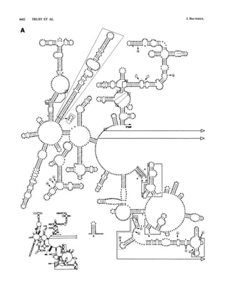 J. BACTERIOL.4602 TRUST ET AL.
A
U - A
AU AC GAG
AUCCOUAUAAC UC AACU a
A 111111111 III JI- A
ACO0CAUAUUG G AGOAUCUGGA A
t 0~~~-AgC-G
® AU 0c CUUuu UGAAGUCU
11H ill 111.1 0
0-.Ii
UAGGCGAUCG )AA GAUAGGUA0G
0-C
G-CG-C
A-UA - U
A A
U U
C-G
0-C
G A_i)-
CcUCCAACAUUAGU COUGAAQ A
.GUUGUAAUCG U UCUUU0 AI
AUU(AAU AAAAG
cA f* U,A
U ~ AC U
-
GAC4 U*%AAA.AA0 U - A
U~ 0 C-0
UAsU^ -C
U*G
CUU -U
CI%UA U-AA
~~C-GU A U
COA ~~~A 0
A 0
0 A
oAUCAoA0UMAAUA0AA~ - Q
00A0UCA A QA AA A013U(:-
AAAGCU
A
U U
C
0-C
U-A
G-C
A-U
C-0
C-0
AAC -GG0UUGU
a
C
U 0
0ACUOGUAAAG
11111111 II
CU0ACCAUAUC
a A A A
Lf EC~-Cl UAd
 