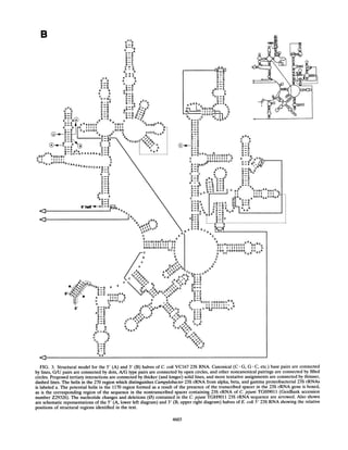 B aU U
A A
G -CGAA
U-A
U * G
G-C
G * U
A-C
G A
U.U
A * U
U A A -
%'
G A A A
U -A UU.
C-G G-C
A a AG-C
A A AG-C
U U C-a
C-Gu UC-A
a .
UA c -
U-A a.UAU C C-G-cUAA
UU A UU a aa-C
.U c c-aQA -U A -U cc-Ga
a-c c -a c-a a
GC-G G UU GC G.t
UA A AAACA CaCC
A AI I I I I I I
cA13UUUaU UGCaaG
C
U ^^ ^ AC A
U CU c UG
U-
A ~ G-CAA-
U-
A~C-aA AG
c
CU-U
c-a
U CAA c-
AUA a. UU-ACAAAGAGU..A
caaU * G
U 'Iil c
uc
GCCAU~AAAACGCCAG a
A -
A c
U-A
U-A
U-A
c-a
U-A
Cl~~~~~~~~~~-
G
U*a
AC-a
A A
GAA-U
5' half Q- G U - Aa UIGaAA
AuUG
A
A A
AaU A1
a
A-U
a * U
UA G
A-U
a c A~~~~-j
AU-A
A-U
a-
A- -A
U--
A-C
A G G A U GAG-CA
CnDGGUGG_ U
-U UC AC RI
U
UA _
U U AU l U
G-C
A U
U-A
A U
a - Au cAcU ~aU
G *U
U * 1111 A
G U*G
U-A
C GUGCUC
Ac AA UA
U A A
a c
a C.ACUGAGU
aU U a
G * UAAC GGUGA AC UCC
GAA A
cc a A cA
c G a
C
U G ca-cG
cC- G-C
A' g G 4, ,G UG -
ca a.u
 CAG A AG.U
A A
.^
a C A A
GCUGAUCUCCCC GA cu
11. 1.111111 11IC
COG UGGAGGGG CU A
A UU CAG AC
c
c
U
c
A
aU G
G g _ C
G A - U
CG-C
AU-A
G * U
G-C
Aa-c
A G-CUcc UGGGGCUaA
A I I I I I I . I a°G
uU U GGGACCCUGGa
U3 U- A GA A
A C
Cu UUa
FIG. 3. Structural model for the 5' (A) and 3' (B) halves of C. coli VC167 23S RNA. Canonical (C * G, G -
C, etc.) base pairs are connected
by lines, G/U pairs are connected by dots, A/G type pairs are connected by open circles, and other noncanonical pairings are connected by filled
circles. Proposed tertiary interactions are connected by thicker (and longer) solid lines, and more tentative assignments are connected by thinner,
dashed lines. The helix in the 270 region which distinguishes Campylobacter 23S rRNA from alpha, beta, and gamma proteobacterial 23S rRNAs
is labeled a. The potential helix in the 1170 region formed as a result of the presence of the transcribed spacer in the 23S rRNA gene is boxed,
as is the corresponding region of the sequence in the nontranscribed spacer containing 23S rRNA of C. jejuni TGH9011 (GenBank accession
number Z29326). The nucleotide changes and deletions (0) contained in the C. jejuni TGH9011 23S rRNA sequence are arrowed. Also shown
are schematic representations of the 5' (A, lower left diagram) and 3' (B, upper right diagram) halves of E. coli 5' 23S RNA showing the relative
positions of structural regions identified in the text.
4603
3
,
 