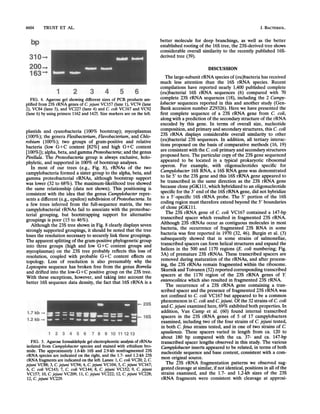 4604 TRUST ET AL.
bp
310-_
200_+
163-
1 2 3 4 5 6
FIG. 4. Agarose gel showing different sizes of PCR products am-
plified from 23S rRNA genes of C. jejuni VC157 (lane 1), VC74 (lane
2), VC84 (lane 3), and VC227 (lane 4) and C. coli VC167 and VC92
(lane 6) by using primers 1162 and 1425. Size markers are on the left.
plastids and cyanobacteria (100% bootstrap); mycoplasmas
(100%); the genera Flexibacterium, Flavobacterium, and Chlo-
robium (100%); two groups of gram-positive and relative
bacteria (low G+C content [82%] and high G+C content
[100%]); alpha, beta, and gamma Proteobacteria; and the genus
Pirellula. The Proteobacteria group is always exclusive, holo-
phyletic, and supported in 100% of bootstrap analyses.
In most of our trees (e.g., Fig. 8), rRNAs of the two
campylobacteria formed a sister group to the alpha, beta, and
gamma proteobacterial rRNAs, although bootstrap support
was lower (32 to 68%). The maximum-likelihood tree showed
the same relationship (data not shown). This positioning is
consistent with the idea that the genus Campylobacter repre-
sents a different (e.g., epsilon) subdivision of Proteobacteria. In
a few trees inferred from the full-sequence matrix, the two
campylobacterial rRNAs fail to associate with the proteobac-
terial grouping, but bootstrapping support for alternative
groupings is poor (15 to 46%).
Although the 23S tree shown in Fig. 8 clearly displays seven
strongly supported groupings, it should be noted that the tree
loses the resolution necessary to securely link these groupings.
The apparent splitting of the gram-positive phylogenetic group
into three groups (high and low G+C content groups and
mycoplasmas) on the 23S tree probably reflects this loss of
resolution, coupled with probable G+C content effects on
topology. Loss of resolution is also presumably why the
Leptospira sequence has broken free from the genus Borrelia
and drifted into the low-G+C positive group on the 23S tree.
With these exceptions, however, and taking into account the
better 16S sequence data density, the fact that 16S rRNA is a
1.7kb
-_
1.2kb ._
1 2 3 4 5 6 7 8 9 10 11 1213
FIG. 5. Agarose formaldehyde gel electrophoretic analysis of rRNAs
isolated from Campylobacter species and stained with ethidium bro-
mide. The approximately 1.6-kb 16S and 2.9-kb nonfragmented 23S
rRNA species are indicated on the right, and the 1.7- and 1.2-kb 23S
rRNA fragments are indicated on the left. Lanes: 1, C. coli VC20; 2, C
jejuni VC88; 3, C. jejuni VC94; 4, C. jejuni VC104; 5, C. jejuni VC167;
6, C. coli VC143; 7, C. coli VC144; 8, C. jejuni VC152; 9, C. jejuni
VC157; 10, C. jejuni VC209; 11, C. jejuni VC222; 12, C. jejuni VC228;
12, C. jejuni VC229.
better molecule for deep branchings, as well as the better
established rooting of the 16S tree, the 23S-derived tree shows
considerable overall similarity to the recently published 16S-
derived tree (39).
DISCUSSION
The large-subunit rRNA species of (eu)bacteria has received
much less attention than the 16S rRNA species. Recent
compilations have reported nearly 1,400 published complete
(eu)bacterial 16S rRNA sequences (6) compared with 70
complete 23S rRNA sequences (18), including the 2 Campy-
lobacter sequences reported in this and another study (Gen-
Bank accession number Z29326). Here we have presented the
first complete sequence of a 23S rRNA gene from C. coli,
along with a prediction of the secondary structure of the rRNA
encoded by this gene. In terms of overall size, nucleotide
composition, and primary and secondary structures, this C. coli
23S rRNA displays considerable overall similarity to other
(eu)bacterial 23S sequences. In addition, all tertiary interac-
tions proposed on the basis of comparative methods (16, 19)
are consistent with the C. coli primary and secondary structures
proposed here. The particular copy of the 23S gene sequenced
appeared to be located in a typical prokaryotic ribosomal
operon. For example, with oligonucleotides specific for
Campylobacter 16S RNA, a 16S RNA gene was demonstrated
to lie 5' to the 23S gene and this 16S rRNA gene appeared to
be transcribed in the same direction as the 23S rRNA gene
because clone pGK111, which hybridized to an oligonucleotide
specific for the 3' end of the 16S rRNA gene, did not hybridize
to a 5'-specific 16S rRNA probe. The 5' portion of the 16S
coding region must therefore extend beyond the 5' boundaries
of clone pGK111.
The 23S rRNA gene of C. coli VC167 contained a 147-bp
transcribed spacer which resulted in fragmented 23S rRNA.
Although 23S rRNAs occur as contiguous molecules in most
bacteria, the occurrence of fragmented 23S RNA in some
bacteria was first reported in 1970 (32, 46). Burgin et al. (3)
subsequently showed that in some strains of salmonellae,
transcribed spacers can form helical structures and expand the
helices in the 500 and 1170 regions (E. coli numbering; Fig.
3A) of premature 23S rRNAs. These transcribed spacers are
removed during maturation of the rRNAs, and after process-
ing, the 23S rRNAs remain fragmented within the ribosome.
Skurnik and Toivanen (52) reported corresponding transcribed
spacers at the 1170 region of the 23S rRNA genes of Y
enterocolitica which also resulted in fragmented 23S rRNA.
The occurrence of a 23S rRNA gene containing a tran-
scribed spacer and the presence of fragmented 23S rRNA was
not confined to C. coli VC167 but appeared to be a common
phenomenon in C. coli and C. jejuni. Of the 32 strains of C. coli
and C. jejuni examined here, 69% exhibited both properties. In
addition, Van Camp et al. (60) found internal transcribed
spacers in the 23S rRNA genes of 5 of 17 campylobacters
examined, including two of the four strains of C. jejuni tested,
in both C. fetus strains tested, and in one of two strains of C.
upsaliensis. These spacers varied in length from ca. 120 to
about 180 bp compared with the ca. 37- and ca. 147-bp
transcribed spacer lengths observed in this study. The various
Campylobacter inserts appeared to be related, in terms of both
nucleotide sequence and base content, consistent with a com-
mon original source.
The 23S rRNA fragmentation patterns we observed sug-
gested cleavage at similar, if not identical, positions in all of the
strains examined, and the 1.7- and 1.2-kb sizes of the 23S
rRNA fragments were consistent with cleavage at approxi-
J. BACTERIOL.
4
 