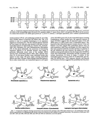 C. COLI 23S rRNA 4605
~~~~~~~~~~~~~~~~~~~~~~UA UG
U U C A U A U C G A AA
A A A A U
U
A- U CA aU- c
C-U C-U C-U C-U C-a A U-A
U-A a UUCAA - a
A
a
A UA
U
a * o
AA AUC AA A UA
~~~~AA A U A A A AC AAa
U-C U-C U-C U- C C-U U-C U-C U-C U-
*U G*U- U U -U U U C UG*U U
*AU U
185911883 UC U-C
aUC U- C C- C-U UUa U
*U,u.U*Uu_u_-ua a° o A° C - U a
1858._O G ° GU.U U U
AGAoU A.U
AGU U-C aO C
1856/1864 ~A A A A Q A A a A A A
G A A A A A A A A A
185118" U u *U U U A - A U Ca UC A U aU- C C
U- AU CU AA-UU AA -UU A U-UU A U.UU U3 U
U Ua CU AU
_85 A-- AAA
AAA A A A A A A A
U A AU A A U- C A
U
AU UU aAu U.Ua uU U.Ua U U.Ua UaU
U-CaU- C aU-C aU-C A C
~~~~~~~~~aUCUa- C AU0-C AU0-C AGQ-C AUa-C A C
CAUa -C AUa -C A Ua -C A Ua -C
C-U C-U U-C U-C U-C U-C U-C U-C a-C
C. coil E coD P. opcl R qphrola. B. subtle H. hfIeu L Intwvop A. nkduhan C. iwdcana
(7) (0) (a) (G +, low GC) (G +, high GC) (Spirochaete) (Cyanobacteria) (Plastid)
FIG. 6. Comparative diagrams showing the absence of the helix structure found in the 270 region (E. coli numbering; Fig. 3A) of C. coli VC167
23S rRNA in the corresponding region (arrowed) of R. capsulatus (alpha), P. cepacia (beta), and E. coli (gamma) 23S rRNAs and the presence
of a similar helix structure in B. subtilis (gram positive [G +1, low G+C content), L. interrogans (spirochete), and A. nidulans (cyanobacterium).
mately position 1170 (E. coli numbering) in helix 45, one of the
most variable helices in bacterial 23S rRNA (60). The 1170
position is also at a position homologous to an expansion
segment in eucaryotes (41). The five internal spacers reported
by Van Camp et al. (60) were also located in this helix, as were
transcribed spacers of Salmonella (3), Yersinia (52), Actinoba-
cillus (20), Leptospira (52), and Chlamydomonas chloroplasts
(59). In the genus Salmonella, the occurrence of intervening
sequences appears to be sporadic because even within a
particular Salmonella strain, some of the multiple rRNA
operons have transcribed spacers while other operons have
none (3). In the genus Yersinia, some individual strains also
appear to have some 23S gene copies carrying transcribed
spacers and other 23S gene copies lacking transcribed spacers,
but in other strains there are transcribed spacers in all copies
BUGG~~~~~~~~~~"C AUGAGA
DCU 2AOCUAGU%U@
oI;ac^^^^^ o^sf , ,e,o,,,,
,s,;~~~~~~~~~
of the 23S rRNA genes (52). In the transcribed-spacer-carrying
Campylobacter strains studied here, the apparent absence of
intact 23S RNA suggests that all expressed copies of the 23S
rRNA gene in a given strain carry a transcribed spacer. The
function of the transcribed spacers remains obscure. Gray and
Schnare (12) have argued that transcribed spacers were an
early acquisition, while Pace and Burgin (41) have argued that
they were acquired relatively recently and have no purpose in
the cell. Whatever the case, however, the ability of C. coli to
exhibit normal growth indicates that the fragmented 23S RNAs
retain their functionality, presumably through secondary and
tertiary interactions. In terms of origin, a number of the
transcribed spacers found in helix 45 of Salmonella and Yer-
sinia 23S rRNAs have >90% sequence identity, and Skurnik
and Toivanen (52) have suggested the possibility that they have
Rhodobacter capsulatus (a) Pseudomonas cepacia (p) Eschenchia col (y)
U- A
eU U^^@./j^eu^QFoA Y a " g E"R¢^-'"<°u^X"_"^AGZA GBU%G
AalA U^
C* B0^ 'owow aUoe seu * e o Cu -^ e -e
BacAllus subfflBs (GAn)aAACAUo AUCU
¶.~~~AA 'aC Ba .>AG
A
.A. A
~~ .~~~~~ A~~~~A CU
AG GAU A C-C
UA-A 4.2::Oouc BU a:.
(Cano
cuaCAA
AA - U
CUj.
cc-
c1
AAc_3auouuo
a
c co v e
A
A a ^U:
? a
cA gAee bcoCACO^c
0U Aa
*1 .t 51I 5I1.
AA*UCAUl
Leptospra interrogans (Spirochaets)
FIG. 7. Comparative diagrams showing noncanonical and canonical base pairings in the 1870 region (based on E. coli numbering) of the 23S
rRNAs representative of a phylogenetically diverse variety of (eu)bacteria and a plastid (Conophilus americana). The positions of base pairs 1855
and 1887, 1856 and 1886, 1858 and 1884, and 1859 and 1883 are indicated, as are the species.
VOL. 176, 1994
 