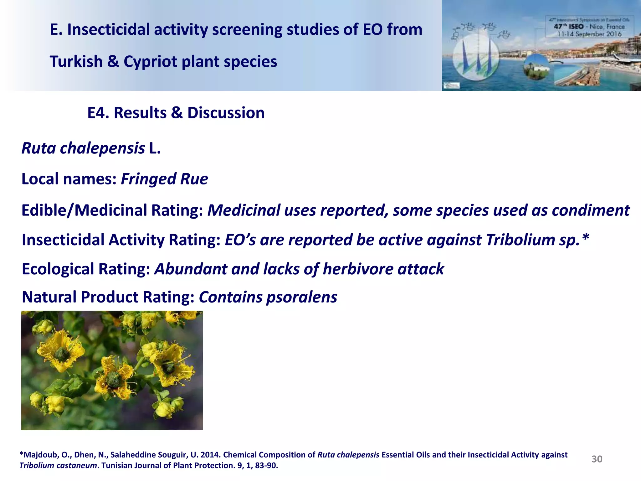 E. Insecticidal activity screening studies of EO from
Turkish & Cypriot plant species
E4. Results & Discussion
30
Ruta chalepensis L.
Local names: Fringed Rue
Edible/Medicinal Rating: Medicinal uses reported, some species used as condiment
Insecticidal Activity Rating: EO’s are reported be active against Tribolium sp.*
Ecological Rating: Abundant and lacks of herbivore attack
Natural Product Rating: Contains psoralens
*Majdoub, O., Dhen, N., Salaheddine Souguir, U. 2014. Chemical Composition of Ruta chalepensis Essential Oils and their Insecticidal Activity against
Tribolium castaneum. Tunisian Journal of Plant Protection. 9, 1, 83-90.
 