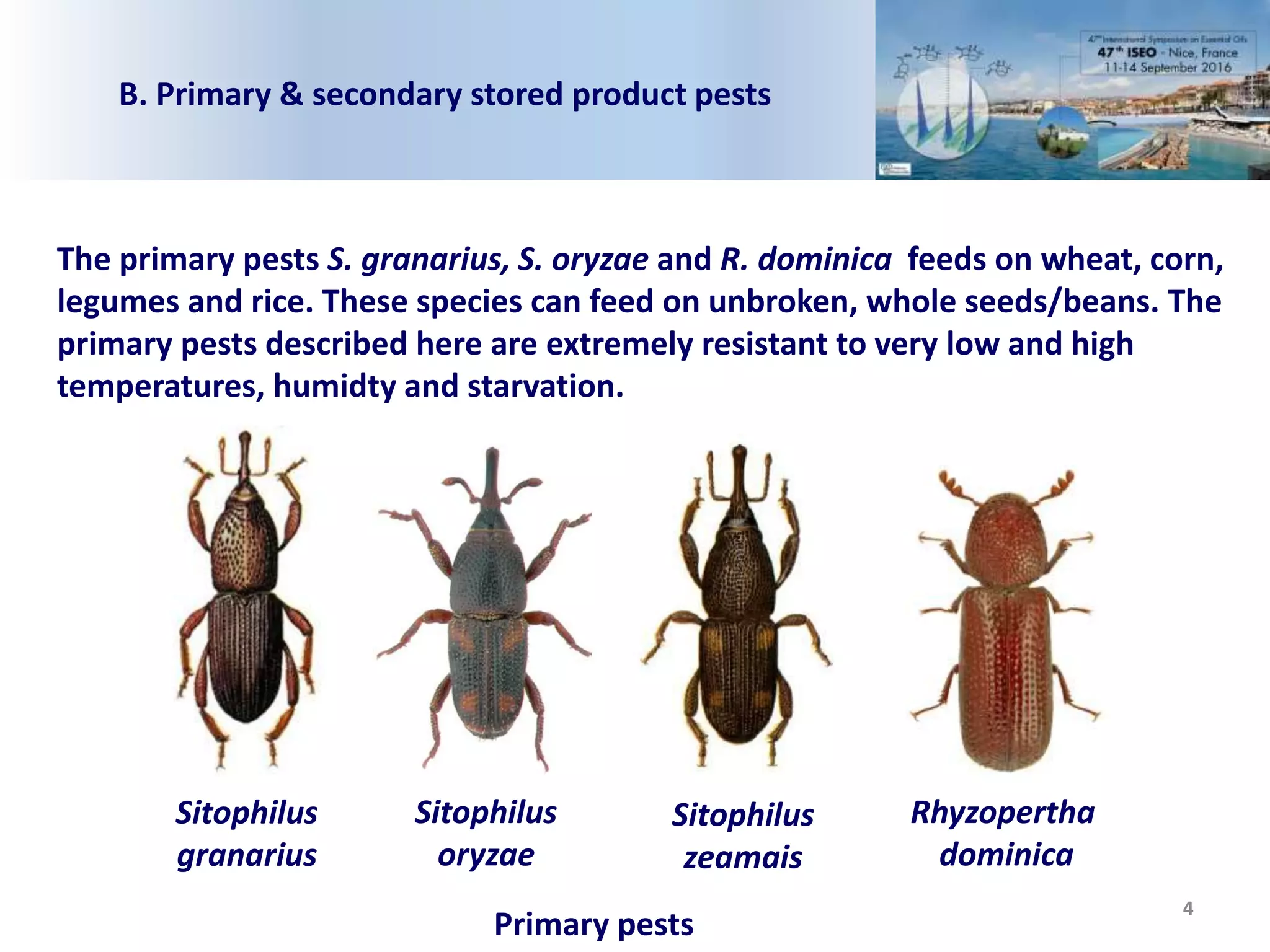 4
The primary pests S. granarius, S. oryzae and R. dominica feeds on wheat, corn,
legumes and rice. These species can feed on unbroken, whole seeds/beans. The
primary pests described here are extremely resistant to very low and high
temperatures, humidty and starvation.
Primary pests
Sitophilus
granarius
Sitophilus
oryzae
Rhyzopertha
dominica
Sitophilus
zeamais
B. Primary & secondary stored product pests
 