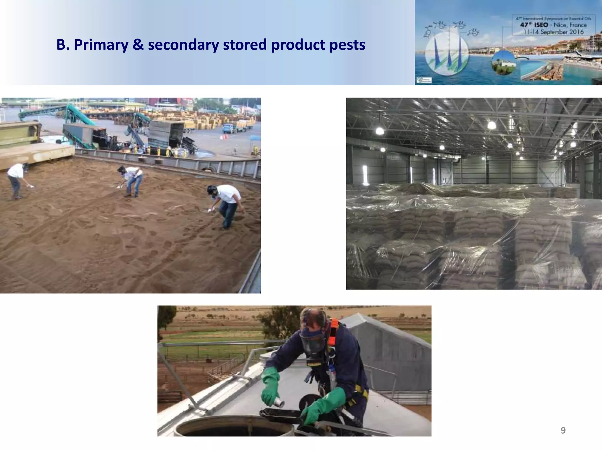 9
B. Primary & secondary stored product pests
 