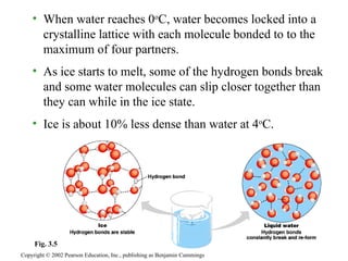 When water reaches 0 o C, water becomes locked into a crystalline lattice with each molecule bonded to to the maximum of four partners. As ice starts to melt, some of the hydrogen bonds break and some water molecules can slip closer together than they can while in the ice state. Ice is about 10% less dense than water at 4 o C. Copyright © 2002 Pearson Education, Inc., publishing as Benjamin Cummings Fig. 3.5 