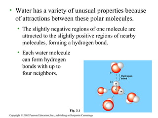 Water has a variety of unusual properties because of attractions between these polar molecules. The slightly negative regions of one molecule are attracted to the slightly positive regions of nearby molecules, forming a hydrogen bond. Each water molecule  can form hydrogen  bonds with up to  four neighbors. Copyright © 2002 Pearson Education, Inc., publishing as Benjamin Cummings Fig. 3.1 