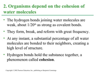 The hydrogen bonds joining water molecules are weak, about 1/20 th  as strong as covalent bonds. They form, break, and reform with great frequency. At any instant, a substantial percentage of all water molecules are bonded to their neighbors, creating a high level of structure. Hydrogen bonds hold the substance together, a phenomenon called  cohesion . 2. Organisms depend on the cohesion of water molecules Copyright © 2002 Pearson Education, Inc., publishing as Benjamin Cummings 