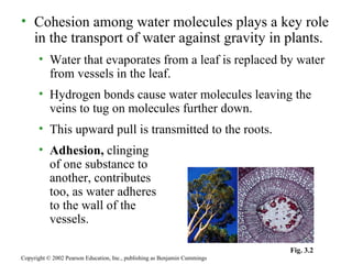 Cohesion among water molecules plays a key role in the transport of water against gravity in plants. Water that evaporates from a leaf is replaced by water from vessels in the leaf. Hydrogen bonds cause water molecules leaving the veins to tug on molecules further down. This upward pull is transmitted to the roots. Adhesion,  clinging  of one substance to  another, contributes  too, as water adheres  to the wall of the  vessels. Copyright © 2002 Pearson Education, Inc., publishing as Benjamin Cummings Fig. 3.2 