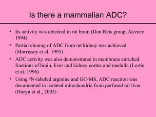 Is there a mammalian ADC?
• Its activity was detected in rat brain (Don Reis group, Science
1994)
• Partial cloning of ADC from rat kidney was achieved
(Morrissey et al. 1995)
• ADC activity was also demonstrated in membrane enriched
fractions of brain, liver and kidney cortex and medulla (Lortie
et al. 1996)
• Using 15
N-labeled arginine and GC-MS, ADC reaction was
documented in isolated mitochondria from perfused rat liver
(Horyn et al., 2005)
 