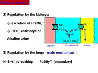 2) Regulation by the kidneys:
↓ excretion of H+
/NH4
+
↓ HCO3
-
reabsorption
Alkaline urine
3) Regulation by the lungs - main mechanism ：
H+
↓→(-) breathing PaCO2
↑ (secondary)
Metabolic alkalosis
Na+
Capillary Epithelial Cell Tubule
H2O + CO2
H+
Na+
H2CO3
HCO3
-
H+
 