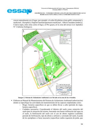 Proyecto de Modernización del Sector Agua y Saneamiento (PMSAS)
Préstamo BIRF Nº 7710-PY
SUB-PROYECTO – “CONSTRUCCIÓN DE LA PLANTA DE TRATAMIENTO DE AGUAS
RESIDUALES CUENCA BELLA VISTA Y EMISARIO SUB-FLUVIAL”
84
crecen naturalmente en el lugar, por ejemplo: el ceibo (Erythrina crista-galli) -ornamental y
medicinal-, Kurupika'y (Sapium haematospermum)-medicinal-, Albizia inundata (timbo'y),
Crateva tapia, entre otras como el Inga y el Piri guazú, en la zona del arroyo (ver Apéndice
N° 2 Informe biológico).
Imagen 2. Sistema de Aislamiento Ambiental a ser llevado en la zona de las viviendas.
 Elaborar un Manual de Mantenimiento del Sistema de Aislamiento Ambiental (arborización)
donde se especifique las actividades de mantenimiento de las especies implantadas como:
- Riego: horarios específicos en que se deben llevar a cabo (periodo de riego,
horario especifico),
- Cuidados necesarios: Considerando el laboreo del suelo como remoción del
suelo para la aireación del mismo, buscando una buena infiltración del agua en
el suelo, la fertilización del suelo con el uso de abono orgánico (cantidad,
periodo de fertilización, tipo de abono a utilizar) y coronado del suelo, la poda
de los ejemplares si fuese necesario (especificar cuáles requieren de poda, que
 