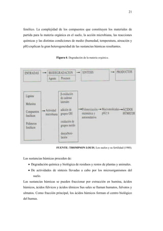 21




fenólico. La complejidad de los compuestos que constituyen los materiales de
partida para la materia orgánica en el suelo, la acción microbiana, las reacciones
químicas y las distintas condiciones de medio (humedad, temperatura, aireación y
pH) explican la gran heterogeneidad de las sustancias húmicas resultantes.


                         Figura 6. Degradación de la materia orgánica.




                         FUENTE: THOMPSON LOUIS; Los suelos y su fertilidad (1980).


Las sustancias húmicas proceden de:
    Degradación química y biológica de residuos y restos de plantas y animales.
    De actividades de síntesis llevadas a cabo por los microorganismos del
       suelo.
Las sustancias húmicas se pueden fraccionar por extracción en humina, ácidos
húmicos, ácidos fúlvicos y ácidos úlmicos Sus sales se llaman humatos, fulvatos y
ulmatos. Como fracción principal, los ácidos húmicos forman el centro biológico
del humus.
 