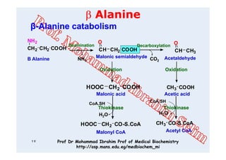 03 alanine metabolism | PDF