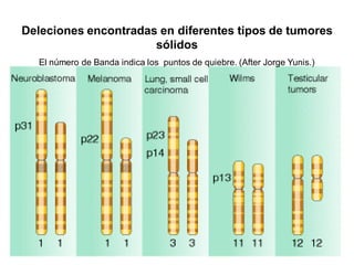 Deleciones encontradas en diferentes tipos de tumores
sólidos
El número de Banda indica los puntos de quiebre. (After Jorg...