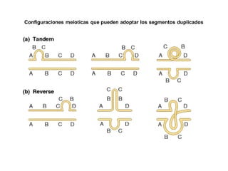 Configuraciones meioticas que pueden adoptar los segmentos duplicados
 