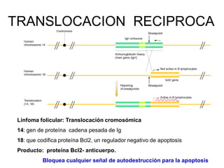 Linfoma folicular: Translocación cromosómica
14: gen de proteína cadena pesada de Ig
18: que codifica proteína Bcl2, un re...