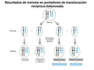Resultados de meiosis en portadores de translocación
reciproca balanceada
 