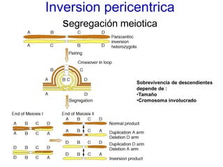 Inversion pericentrica
segregación meiotica
Sobrevivencia de descendientes
depende de :
•Tamaño
•Cromosoma involucrado
 