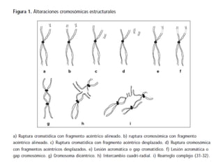 Estudio de los mecanismo de las AC
• Existe una relación entre la frecuencia de
alteraciones cromosómicas y el riesgo de
d...