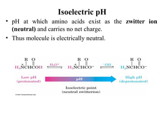 Isoelectric pH
• pH at which amino acids exist as the zwitter ion
(neutral) and carries no net charge.
• Thus molecule is electrically neutral.
 