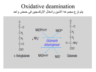 Oxidative deamination
‫واحد‬ ‫حمض‬ ‫فى‬ ‫الوكسجين‬ ‫وادخال‬ ‫اليمين‬ ‫يمجموعه‬ ‫نزع‬ ‫يتم‬
 