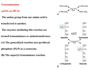 Transamination
‫حمضيين‬ ‫بين‬ ‫النقل‬ ‫يتم‬
The amino group from one amino acid is
transferred to another.
The enzymes mediating this reaction are
termed transaminases or aminotransferases.
(A) The generalized reaction uses pyridoxal
phosphate (PLP) as a coenzyme.
(B) The aspartyl transaminase reaction.
AST
 