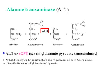 Alanine transaminase (ALT)
ALT or sGPT (serum glutamate pyruvate transaminase)
ALTALT
GPT (ALT) catalyses the transfer of amino-groups from alanine to 2-oxoglutarate
and thus the formation of glutamate and pyruvate.
 