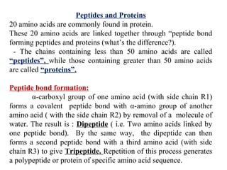Peptides and Proteins
20 amino acids are commonly found in protein.
These 20 amino acids are linked together through “peptide bond
forming peptides and proteins (what’s the difference?).
- The chains containing less than 50 amino acids are called
“peptides”, while those containing greater than 50 amino acids
are called “proteins”.
Peptide bond formation:
α-carboxyl group of one amino acid (with side chain R1)
forms a covalent peptide bond with α-amino group of another
amino acid ( with the side chain R2) by removal of a molecule of
water. The result is : Dipeptide ( i.e. Two amino acids linked by
one peptide bond). By the same way, the dipeptide can then
forms a second peptide bond with a third amino acid (with side
chain R3) to give Tripeptide. Repetition of this process generates
a polypeptide or protein of specific amino acid sequence.
 