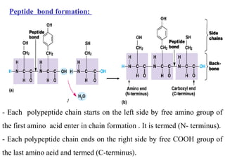 Peptide bond formation:
- Each polypeptide chain starts on the left side by free amino group of
the first amino acid enter in chain formation . It is termed (N- terminus).
- Each polypeptide chain ends on the right side by free COOH group of
the last amino acid and termed (C-terminus).
 